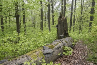 Beech forest (Fagus sylvatica), fresh deciduous shoots, Hainich, Thuringia, Germany, Europe