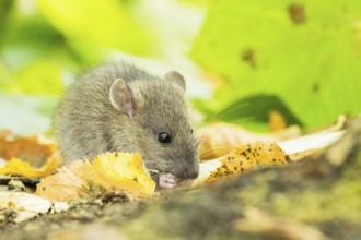 A juvenile Norway rat (Rattus norvegicus) nibbling on the ground between yellow leaves, Hesse,