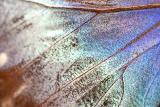 Detail of the butterfly wing of a Morpho helenor, Anaxibia morpho butterfly, Alajuela province,