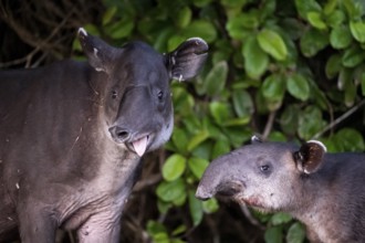 Baird's tapir (Tapirus bairdii), mother and young, looking into the camera, sticking out the