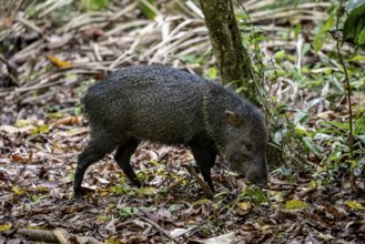 Collared peccary (Pecari tajacu) foraging in the rainforest, Corcovado National Park, Osa,