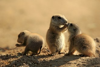 Black-tailed prairie dog (Cynomys ludovicianus), three young animals eating, social behaviour,