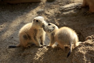 Black-tailed prairie dog (Cynomys ludovicianus), two young animals, at the den, siblings, social