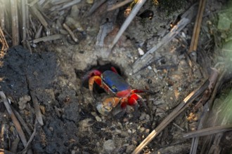 Harlequin crab (Cardisoma armatum), Manuel Antonio National Park, Puntarenas district, Costa Rica,