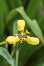 Yellow flower of an yellow walking iris (Trimezia martinicensis), Alajuela province, Costa Rica,