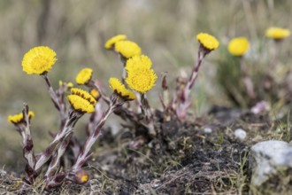 Coltsfoot (Tussilago farfara), Emsland, Lower Saxony, Germany, Europe