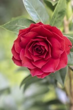 Camellia (Camellia japonica) blossom, Emsland, Lower Saxony, Germany, Europe