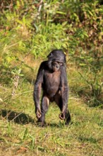 Bonobo, pygmy chimpanzee, (Pan Paniscus), young animal, standing upright