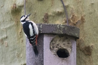 Great spotted woodpecker (Dendrocopos major), female, climbing on an old nesting box in a natural