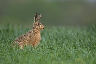 European brown hare (Lepus europaeus) adult animal in a farmland cereal crop in summer, England,