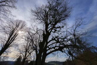 Silhouettes of lime trees (Tilia) with mistletoe (Viscum) backlit by the sun, Bühl, Upper