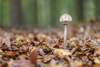 Parasol fungus (Macrolepiota procera), Germany, Europe