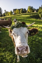 Cow decorated with flowers, cattle drive, Münstertal, Southern Black Forest, Black Forest,