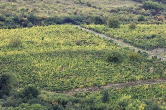 Vineyards near the village of Siria near Arad, Banat, Romania, Europe