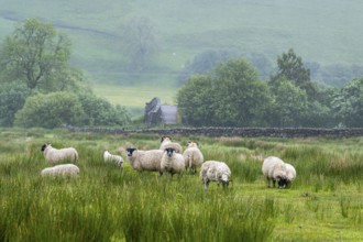 Sheeps and Farms over North Pennines, Cumbria, Durham, Northumberland, North Yorkshire, England,