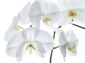 White orchid (Phalaenopsis), flowers