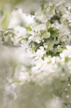 Apple blossom branch with white open flowers and yellow stamens, few closed flowers in pink, green