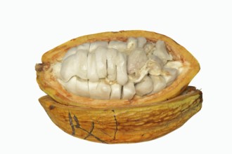 Cocoa tree (Theobroma cacao), halved cocoa fruit with pulp