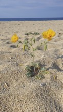 A yellow flower growing from the sand of a quiet beach with blue sea in the background, yellow