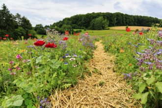 Hiking trail, circular trail through colourful flower meadow, Frau-Holle-Land Geo-nature park Park,