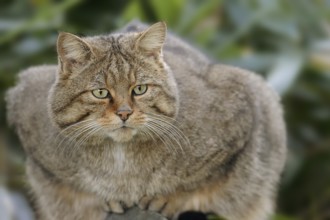 European wildcat (Felis silvestris silvestris), captive, North Rhine-Westphalia, Germany, Europe