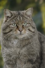 European wildcat (Felis silvestris silvestris), portrait, captive, North Rhine-Westphalia, Germany,