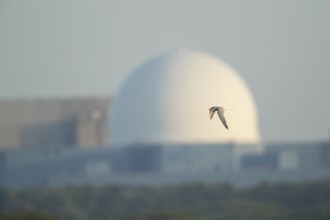 Common tern (Sterna hirundo) adult bird in flight with Sizewell B nuclear power station in the