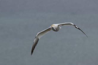 Northern gannet (Morus bassanus) adult bird in flight, Yorkshire, England, United Kingdom, Europe