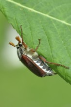 Northern cockchafer (Melolontha hippocastani), male, on a leaf of a horse chestnut (Aesculus