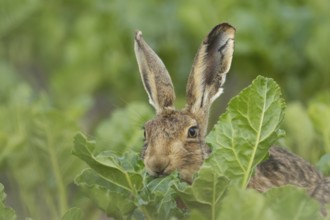 Brown hare (Lepus europaeus) adult animal feeding in a farmland sugar beet field in the summer,