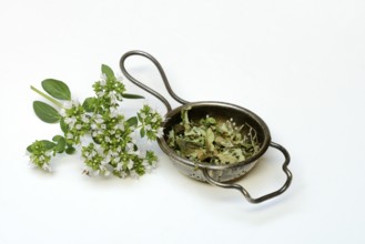 Dried oregano in a tea strainer and a sprig of flowering oregano, Origanum vulgare