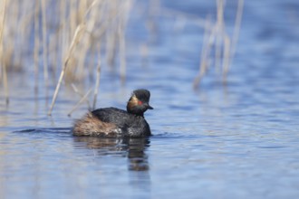 Black necked grebe (Podiceps nigricollis) adult bird in breeding plumage on a lake, Yorkshire,