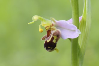 Bee orchid (Ophrys apivera), single flower, close-up of the flower, showing pollen-laden anthers