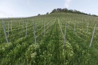 Vineyard, Organic, Rems Valley, Baden-Württemberg, Germany, Europe