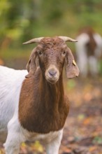 Frontal view of a goat with brown and white fur against a blurred background, forest pasture