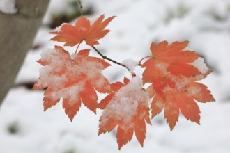 Maple leaves with snow, winter, Germany, Europe