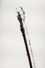 Thick lumps of ice like pearls on a plant stem, covered by freezing rain