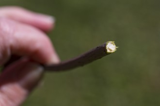 Cross-section of a branch of Sambucus nigra (Sambucus nigra)