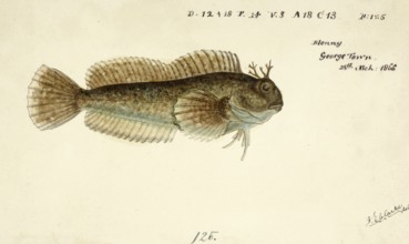 Blennies, also Blenniids, Unscaled Blennies or Naked Blennies, Blenniidae, Blenny, Combtooth