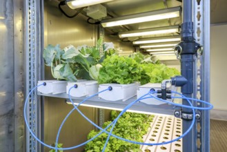 Dinslaken, North Rhine-Westphalia, Germany, Regional vegetable cultivation at the sewage treatment