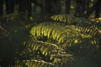 The sun shines on a fern in a forest near Born am Darß shortly after sunrise. Born, 01.08.2024