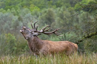 Rutting red deer (Cervus elaphus) stag with big antlers roaring in grassland at edge of forest