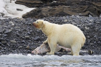 Fat collared polar bear (Ursus maritimus) with radio collar, GPS tracker eating from beached