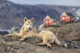 Greenland dog, husky lying peacefully on rocks in front of houses, Tasiilaq, East Greenland,