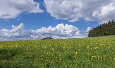 Meadow with dandelions on the Maulkuppe, mountain in the Hessian Rhön nature park Park, Hesse,