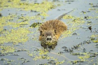 Nutria swimming in the water of the Elbe floodplains near Jerichow, Saxony-Anhalt, Germany, Europe