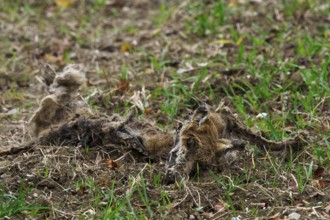 A fox (vulpes vulpes) carcass lying in a field, Thuringia, Germany, Europe