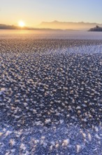 Ice roses, ice, frozen lake, sunrise, mood, winter, mountains, Staffelsee, Murnau, Alpine