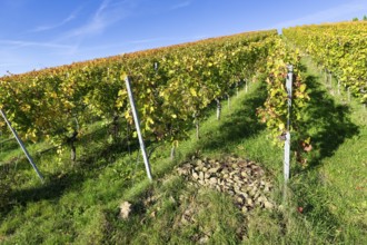 Vineyard in autumn with green and yellow vines under a blue sky, collected stones, Strümpfelbach,