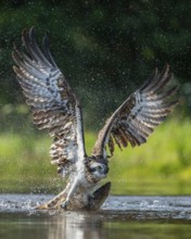 Western osprey (Pandion haliaetus) hunting, Aviemore, Scotland, Great Britain